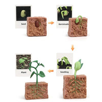 Life Cycle Figurines & Cards Set - Bean