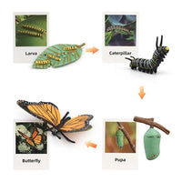 Life Cycle Figurines & Cards Set - Butterfly