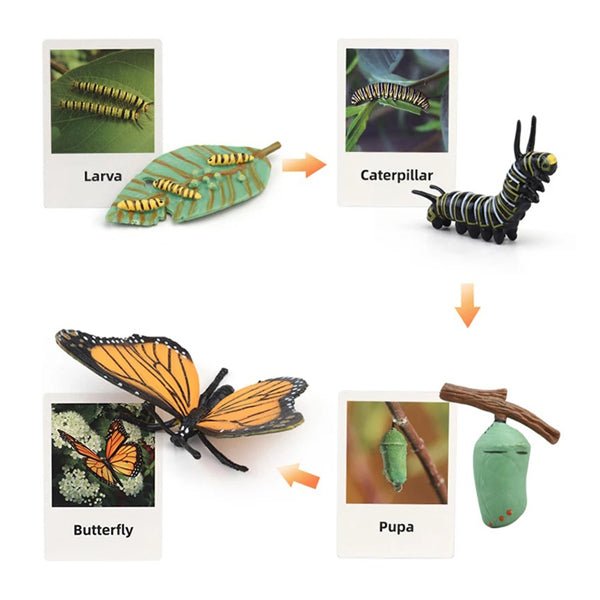 Life Cycle Figurines & Cards Set - Butterfly| Ozzy Educational Toys