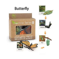 Life Cycle Figurines & Cards Set - Butterfly