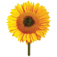 Grow Your Own Sunflower
