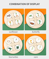 Life Cycle Discs Display Board - 10 Sets
