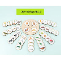 Life Cycle Discs Display Board - 10 Sets