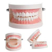 Dental Hygiene Demonstration Set