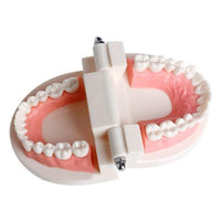 Dental Hygiene Demonstration Set