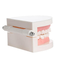 Dental Hygiene Demonstration Set