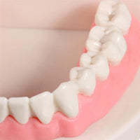Dental Hygiene Demonstration Set