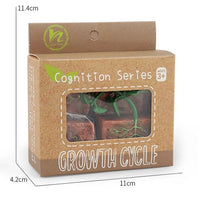 Life Cycle Figurines & Cards Set - Bean