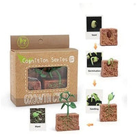 Life Cycle Figurines & Cards Set - Bean