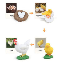Life Cycle Figurines & Cards Set - Chicken