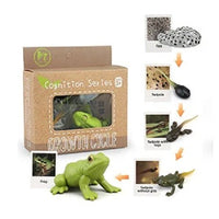 Life Cycle Figurines & Cards Set - Frog