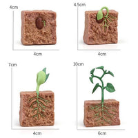 Life Cycle Figurines & Cards Set - Bean