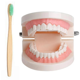 Dental Hygiene Demonstration Set