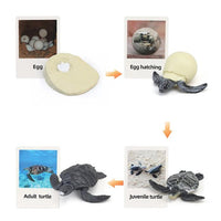 
              Life Cycle Figurines & Cards Set - Turtle
            
