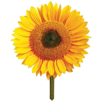 
              Grow Your Own Sunflower
            