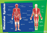 
              My Body Chart Set - 3pce
            