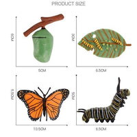 
              Life Cycle Figurines - Butterfly
            