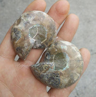 
              Ammonite Fossil
            